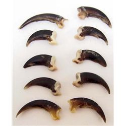 LOT OF 10 PORCUPINE CLAWS - TAXIDERMY - JEWELRY