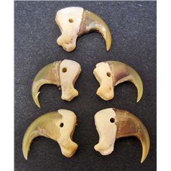 LOT OF 5 BOBCAT CLAWS - TAXIDERMY - JEWELRY