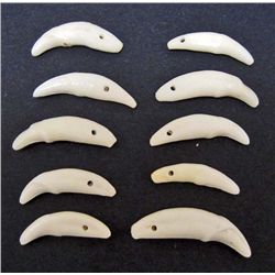 LOT OF 10 COYOTE TEETH - TAXIDERMY - JEWELRY