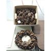 Image 1 : LARGE LOT OF DECORATIVE PINE CONES & PINE CONE