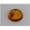 Image 1 : Natural Amber w/ Specimen