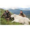 Image 1 : Backpack Mountain Goat Hunt with Claw Mountain Outfitters
