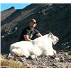 Image 3 : Backpack Mountain Goat Hunt with Claw Mountain Outfitters