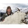 Image 4 : Backpack Mountain Goat Hunt with Claw Mountain Outfitters