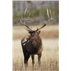Image 2 : Trophy Elk Hunt with Whiteswan Lake Outfitters
