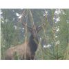 Image 3 : Trophy Elk Hunt with Whiteswan Lake Outfitters