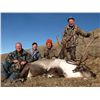 Image 2 : Caribou Hunt with Golden Bear Outfitters