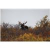 Image 1 : Trophy Moose Hunt with Northwest Big Game Outfitters