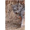 Image 3 : Bobcat or Lynx Hunt with Bearcat Outfitters
