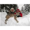Image 4 : Bobcat or Lynx Hunt with Bearcat Outfitters