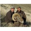 Image 2 : BC Resident Full Curl California Bighorn Sheep Hunt with Ambler`s Bighorn Country Guiding