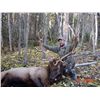 Image 4 : 10-Day Moose, Goat or Elk Hunt with Wicked River Outfitters