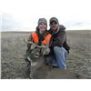 Image 1 : Okanagan Whitetail and/or Mule Deer Hunt with K9's Cougar Canyon Outfitting