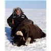 Image 1 : Greenland Muskox Hunt on Victoria Island