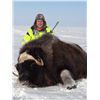 Image 2 : Greenland Muskox Hunt on Victoria Island