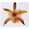 Image 1 : IRVING PENN (American, b. 1917) ORCHID, RHYNCOLAELIA DIGBYANA (NEW YORK) numbered