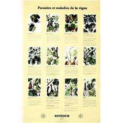 Parasites et maladies de la vigne   Mildiou sur feuille, araignee rouge, pyral de la vigne... Ph...