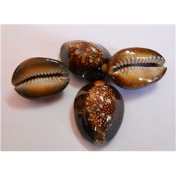 4 Brown Top Cowries SeaShells