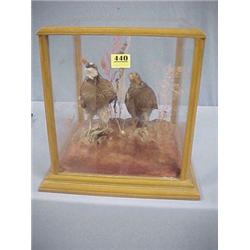 Mounted Quail Display Box...