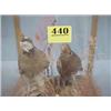 Image 2 : Mounted Quail Display Box...