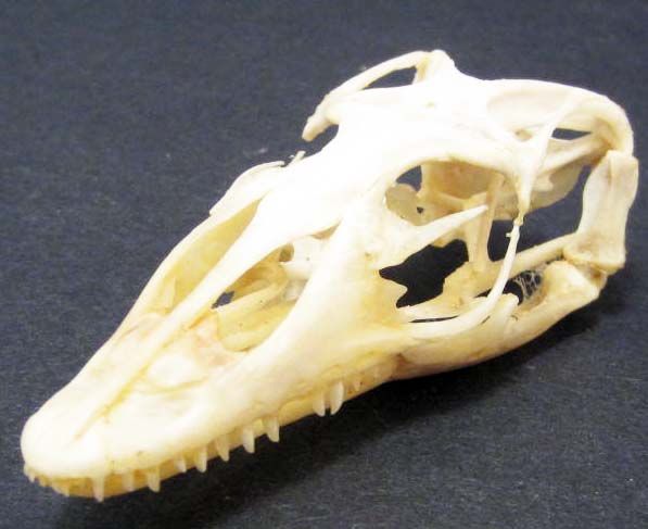 MONITOR LIZARD SKULL TAXIDERMY