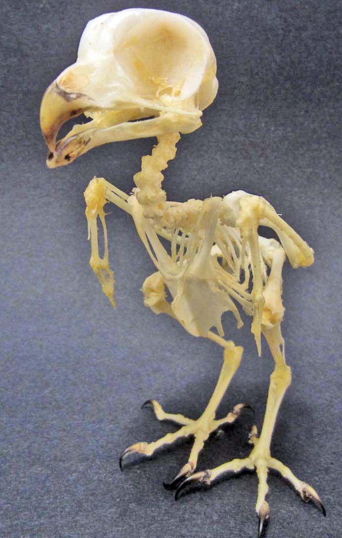 OWL SKELETON TAXIDERMY