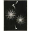 Image 1 : Rowena Fruth, Design 1, Photograph
