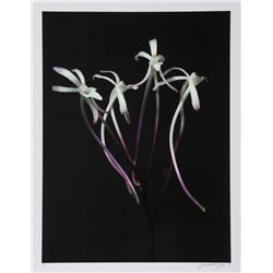 Jonathan Singer, Tall Flowers, Digital Photograph