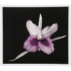 Jonathan Singer, Purple White Flower, Digital Photograph