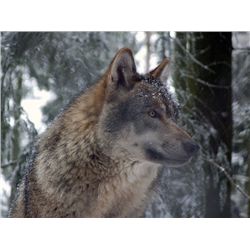 *Alberta - 6 Day - Timber Wolf and Coyote Hunt for One Hunter
