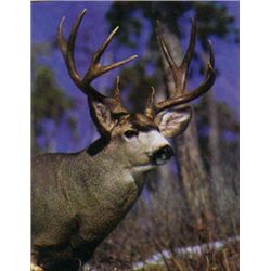 *Alberta - 6 Day - Mule Deer Hunt for One Hunter
