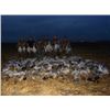 Image 1 : *Saskatchewan - 5 Days - Waterfowl Hunt for Two Hunters