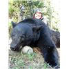 Image 1 : *British Columbia - 5 Day - Black Bear Hunt for Two Hunters