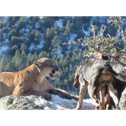 *New Mexico - 10 Day- Mountain Lion Hunt for One Hunter