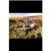 Image 1 : Alaska – 7 Day – Alaska/Yukon Moose Hunt for One Hunter