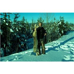 *British Columbia - 7 Day- Lynx Hunt for One Hunter