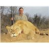 Image 1 : *South Africa- 7 Day - Lioness for One Hunter