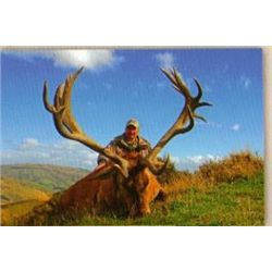 *New Zealand - 4 Day - Silver Medal - Red Stag Hunt for One Hunter