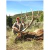 Image 1 : *Colorado - 4 Day - Semi-guided, Archery Elk Hunt for Two Hunters