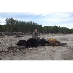 *Alberta - 6 Day - Black Bears (2) Hunt for One Hunter