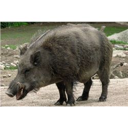 *Texas - 2 Day - Hog, Javelina and Predator Hunt for Two Hunters