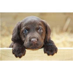 *Chocolate Lab Puppy
