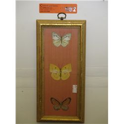 Butterflies under glass