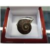 Image 1 : Ammonite shell ring, sterling silver setting