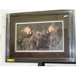 "Close Encounter - Alaska Moose" - Framed print