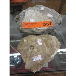Two fossils