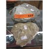 Image 1 : Two fossils