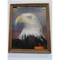 Framed picture of an eagle