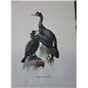 Image 3 : 1950's James Fenwick Lansdowne print folio
