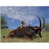 Image 2 : 15-day Namibian Cape Buffalo and Plains Game Hunt for One Hunter and One Observer
